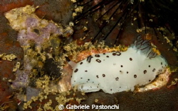 Jorunna funebris by Gabriele Pastonchi 